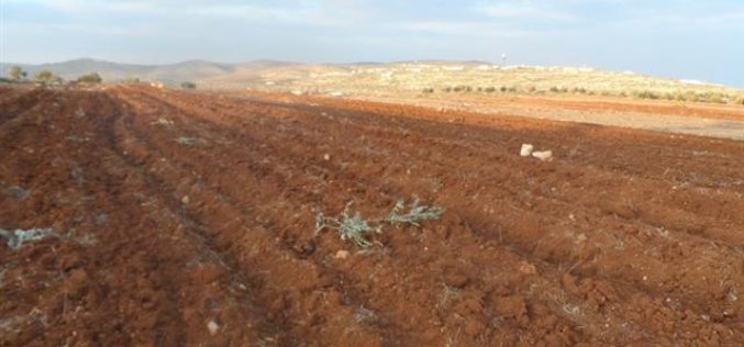Adi Ad colonists destroy 206 olive seedlings in Turmus’ayya village – Ramallah Governorate