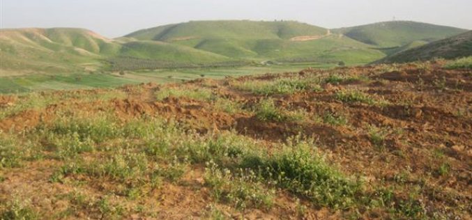 Destruction of Land Planted with Field Crops in Khirbet Ibziq- Tubas governorate