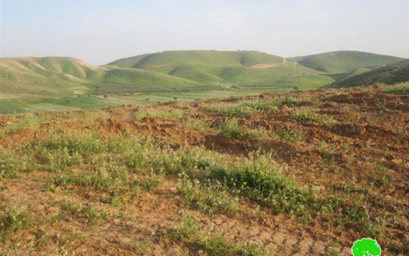 Destruction of Land Planted with Field Crops in Khirbet Ibziq- Tubas governorate