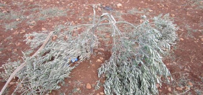 Kedumim colonists destroy 40 olive seedlings