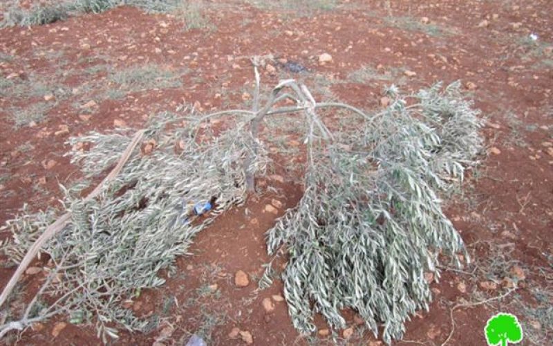 Kedumim colonists destroy 40 olive seedlings