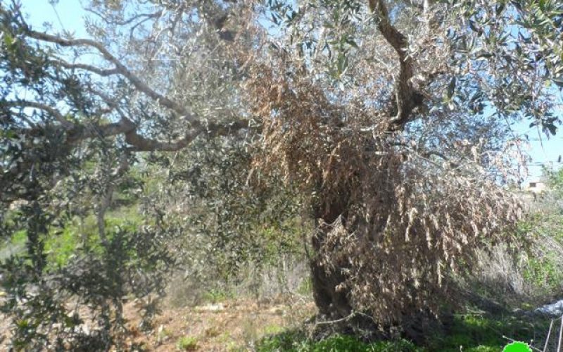 Damage of 55 olive trees after being intoxicated