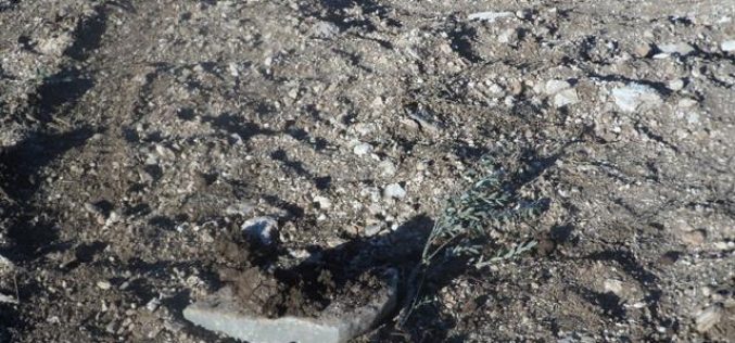 Destroying 1400 olive seedlings in Turmusayya