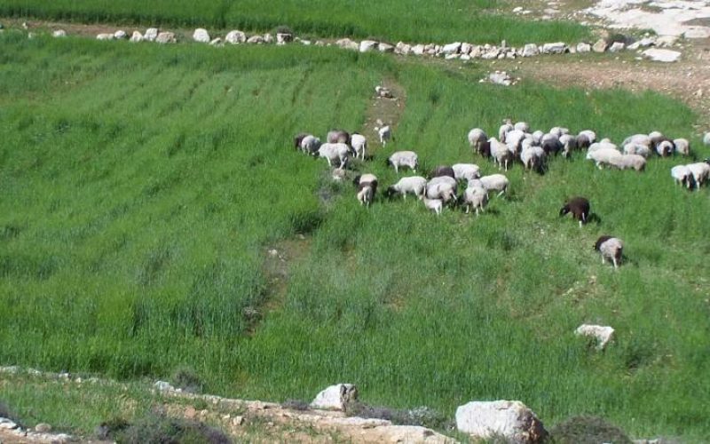 Solar panels shattered and agricultural lands attacked