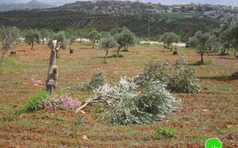 Colonists of Yitzhar damage 34 olive trees in Huwara