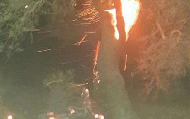 Roman olive trees torched in Quryut