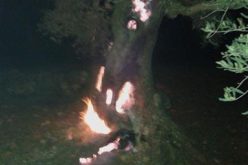حرق أشجار زيتون رومية في قرية قريوت