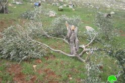 Destroying olive trees in Mukhmas in Mukhmas village- Jerusalem governorate