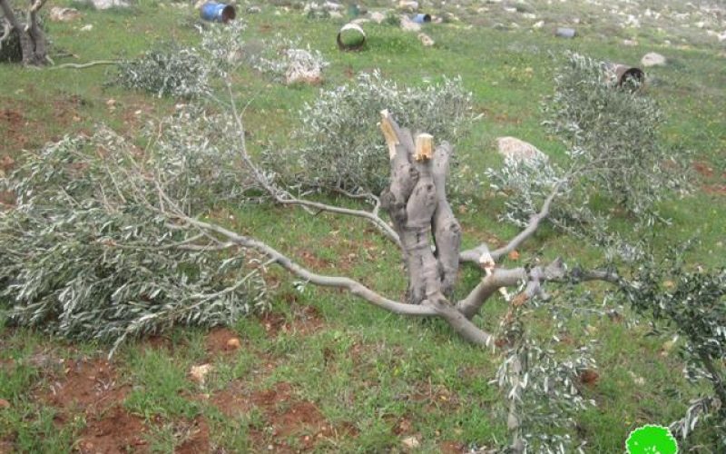 Destroying olive trees in Mukhmas in Mukhmas village- Jerusalem governorate