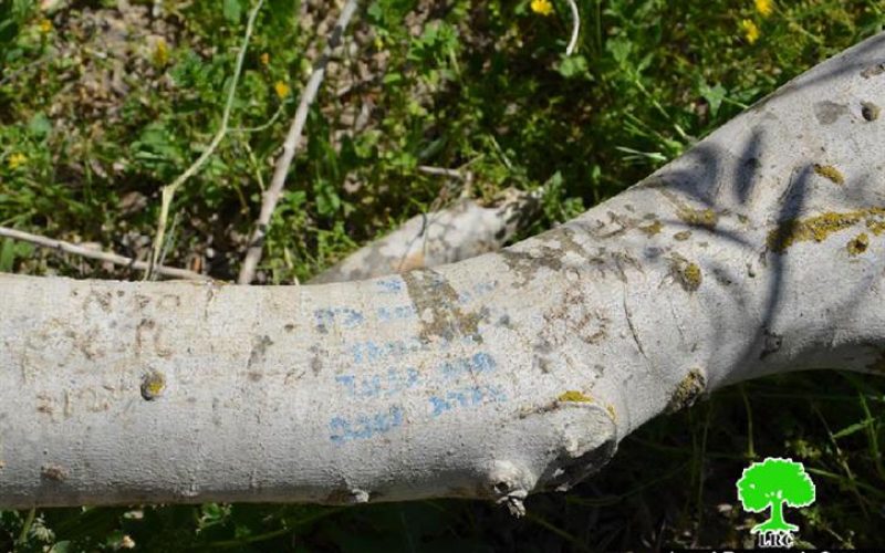 Sabotaging 35 Olive Trees in Farata village- Qalqiliya governorate