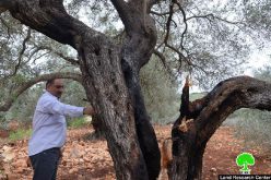 Fourteen trees totally burned down in Jeinsafout- Qalqilya governorate