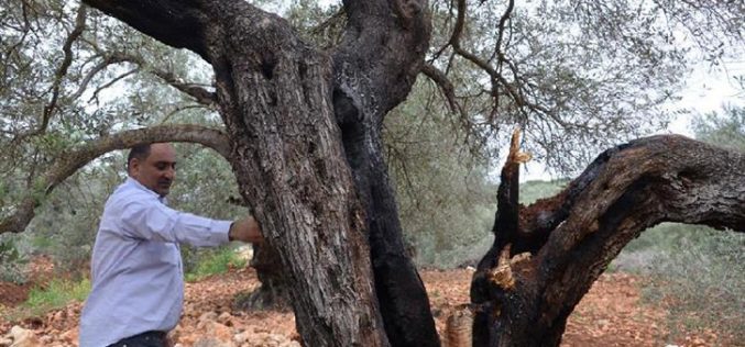 Fourteen trees totally burned down in Jeinsafout- Qalqilya governorate