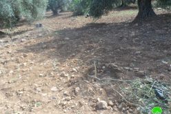 58 olive seedlings uprooted in Ras