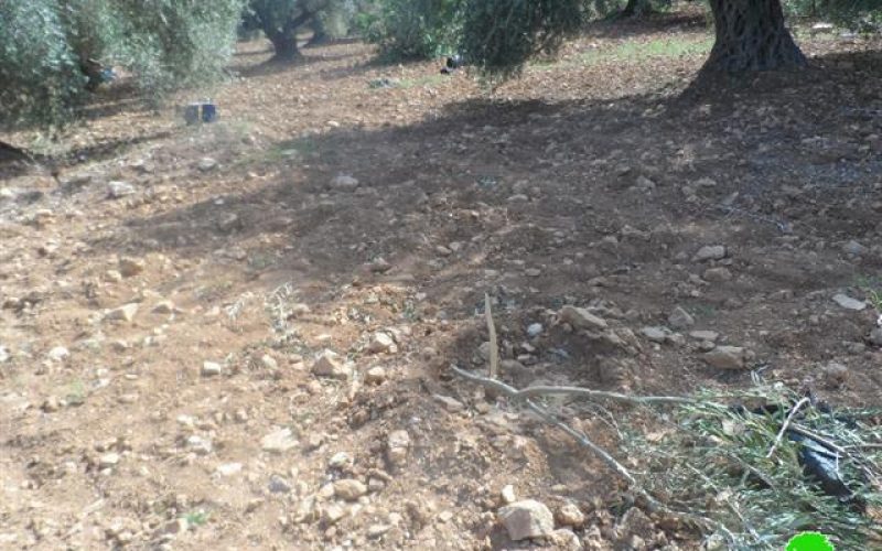 58 olive seedlings uprooted in Ras