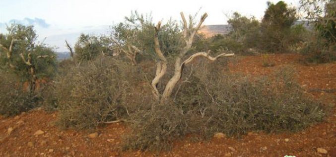 Colonists of Adi Ad destroy 17 olive trees in Al Mughayyir