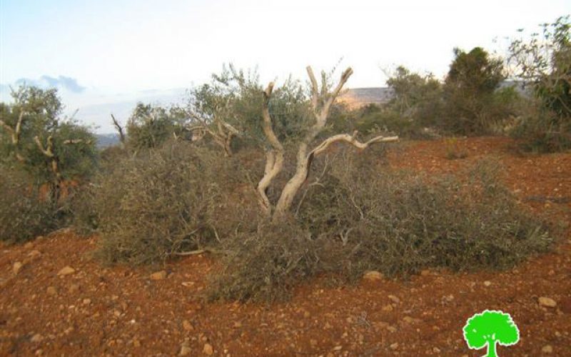Colonists of Adi Ad destroy 17 olive trees in Al Mughayyir