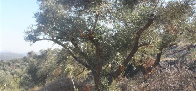 إتلاف 223 شجرة زيتون في بلدة حوارة / محافظة نابلس