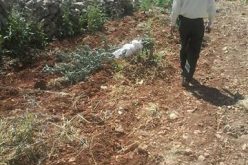 223 olive trees sabotaged and cut off in Huwara