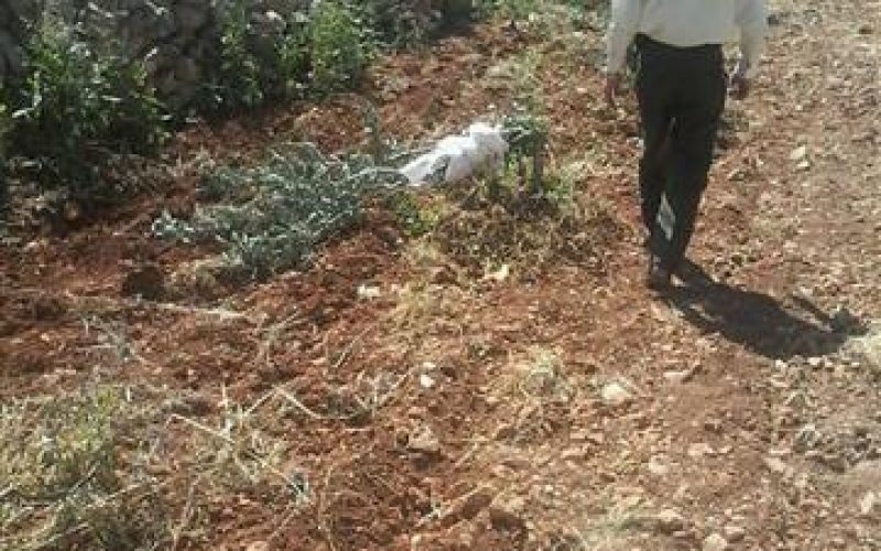 Talmon colonists destroy 21 olive seedlings in Ramallah