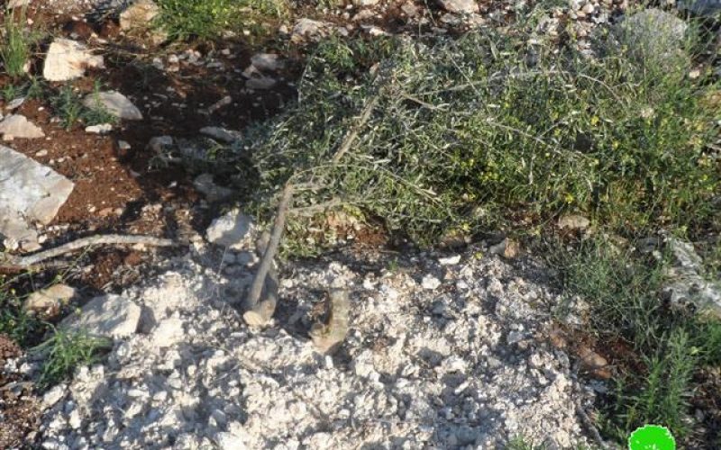250 olive seedlings uprooted in Jenin