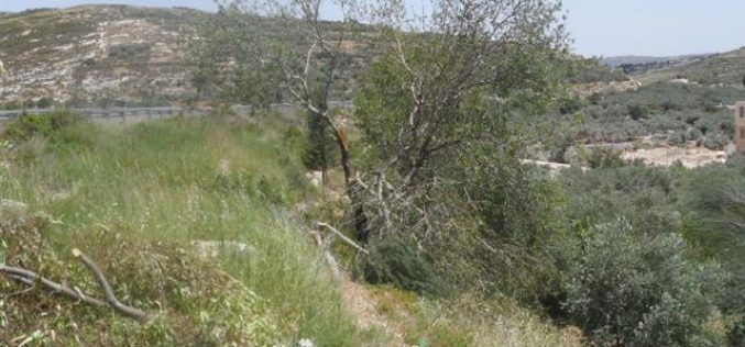 Cutting down 52 almond Trees and threatening to uproot another 1000 in Nablus