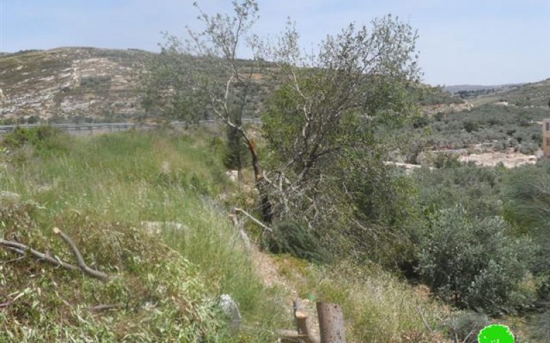 Cutting down 52 almond Trees and threatening to uproot another 1000 in Nablus