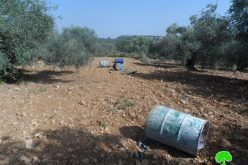 Destroying 51 olive seedlings in Ras Karkar