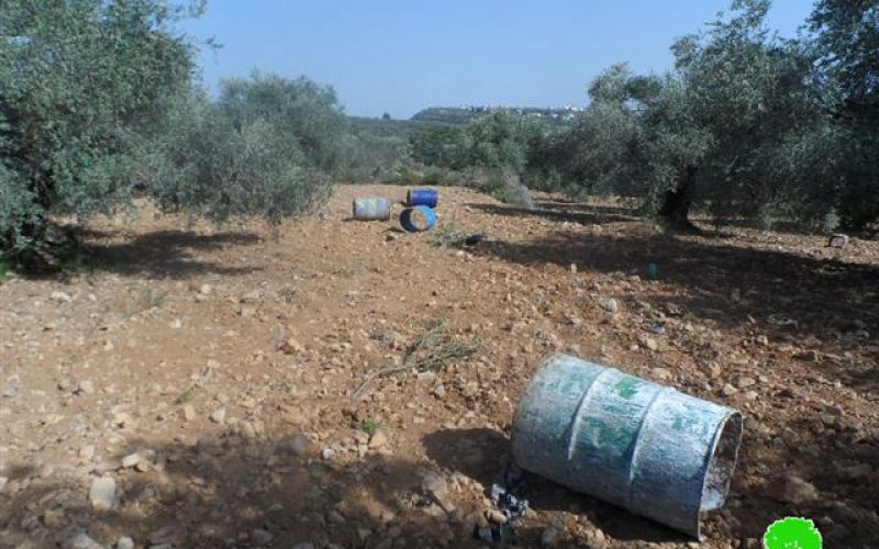 Destroying 51 olive seedlings in Ras Karkar