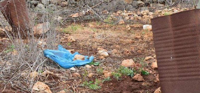 إتلاف 5 دونمات زراعية بمياه الصرف الصحي في بلدة قراوة بني حسان