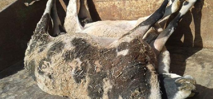 Killing of 15 sheep in Khirbet al Hadidiyya In Tubas Governorate