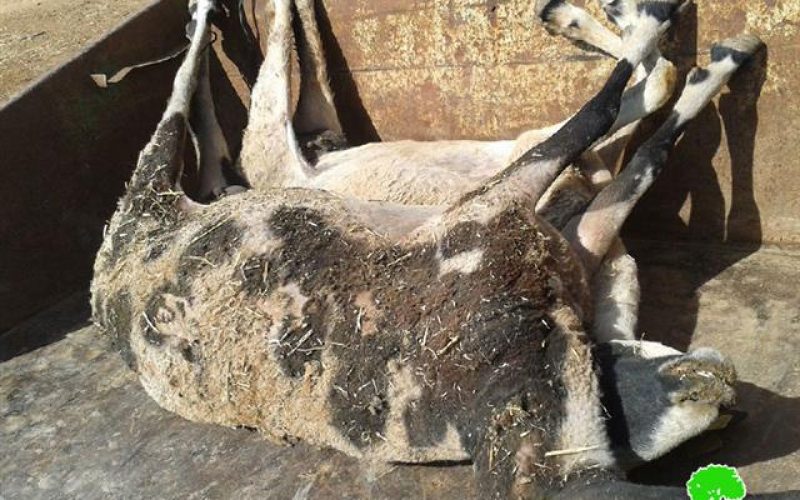 Killing of 15 sheep in Khirbet al Hadidiyya In Tubas Governorate