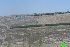 إحراق دونم مزروع بالقمح في قرية دير جرير / محافظة رام الله