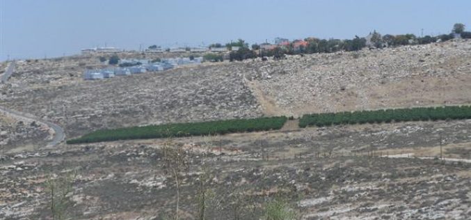Setting Fire to Wheat Crop in Deir Jarir village – Ramallah Governorate