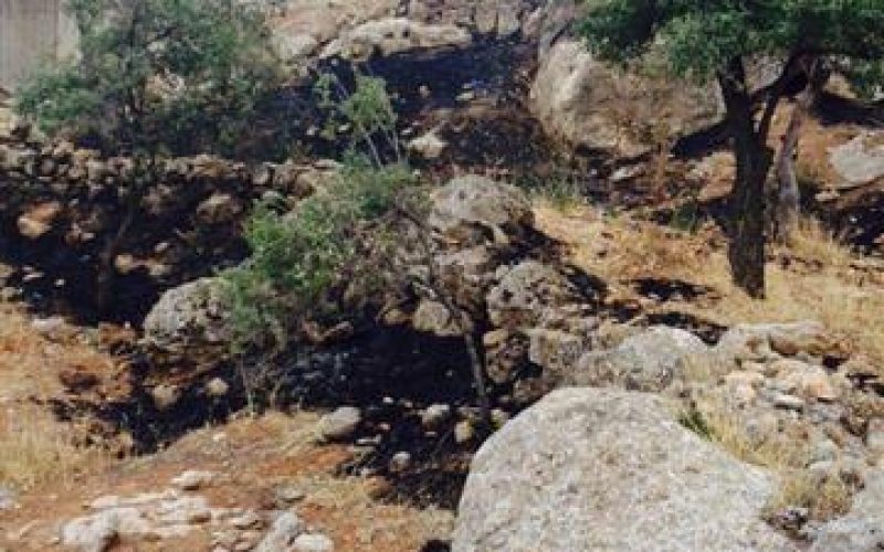 الاحتلال الإسرائيلي يتسبب في إحراق 11 شجرة لوزيات في قرية المغير