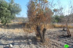 إحراق أشجار من اللوز في قرية الناقورة في محافظة نابلس