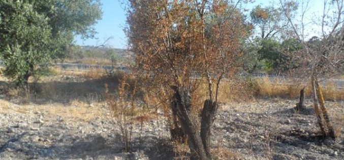 إحراق أشجار من اللوز في قرية الناقورة في محافظة نابلس