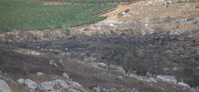 مستعمرو مستعمرة ” براخا” يتسببون في إحراق العشرات من أشجار الزيتون في قرية عراق بورين
