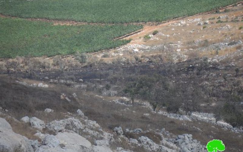 Destroying Scores of Trees in Iraq Burin