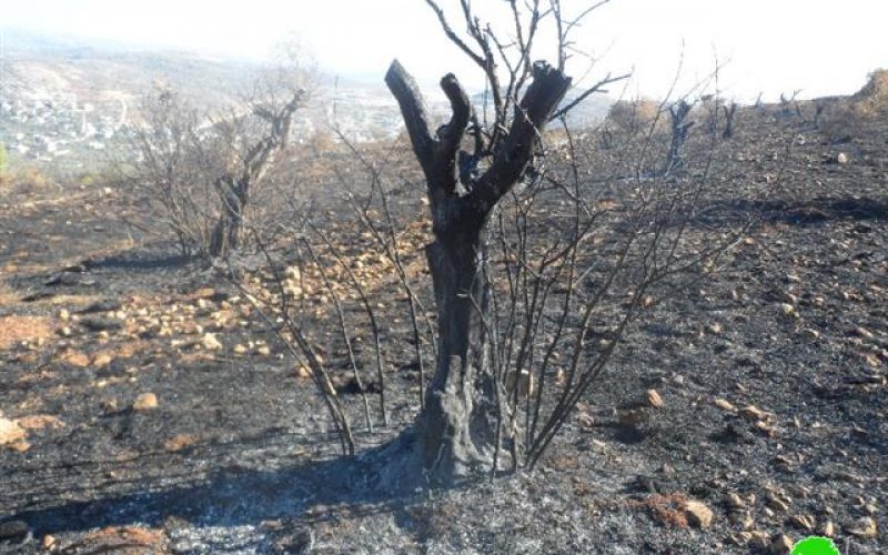 مستعمرو ” يتسهار” يحرقون العشرات من أشجار الزيتون في بلدة حوارة