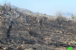 Burning Down Tens of Olive Trees in Ainabos