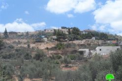Trees cut off by “Maale Israel” colonists in Bani Hassan village