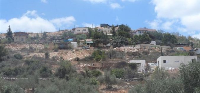 Trees cut off by “Maale Israel” colonists in Bani Hassan village