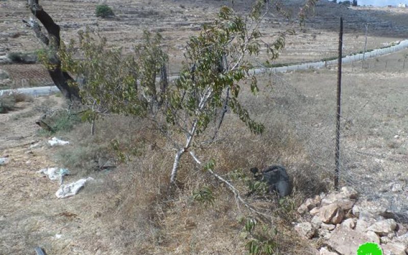 Colonists cut down 40 fruitful trees in Deir Nitham, Ramallah governorate
