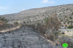 إحراق 30 شجرة زيتون معمرة بشكل كلي في قرية دير ابزيع / محافظة رام الله