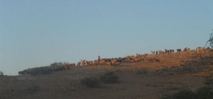 The occupation impose complex restrictions on sheep husbandry in the northern ghoor (Palestinian Jordan Valley)