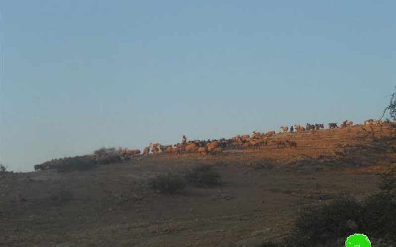 The occupation impose complex restrictions on sheep husbandry in the northern ghoor (Palestinian Jordan Valley)