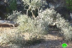 Colonists cut down 50 olive trees in Bethlehem