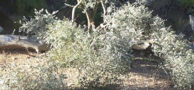 Colonists cut down 50 olive trees in Bethlehem