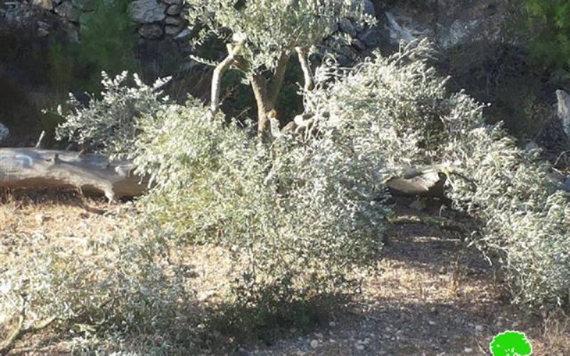 المستعمرون يقطعون 50 شجرة مثمرة في قرية الجبعة في محافظة بيت لحم
