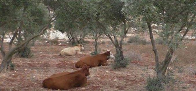 Itamar colonists release their cows in Aqraba olive groves despite being classified as area B